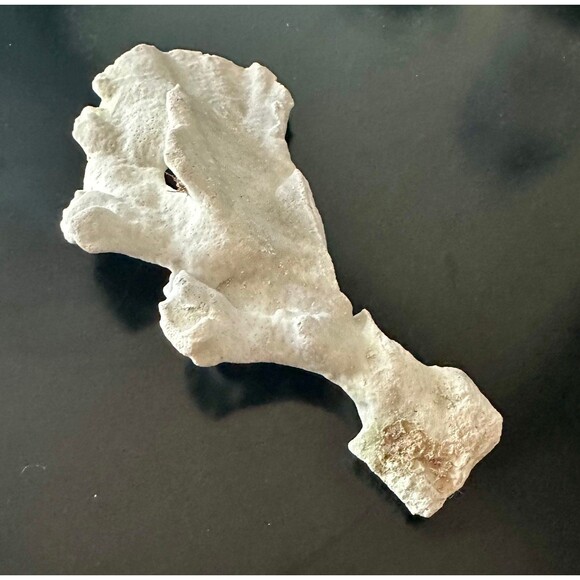 Natural San Blas Beach-Collected Coral Souvenir Caribbean Coastal Home Decor - Picture 1 of 12